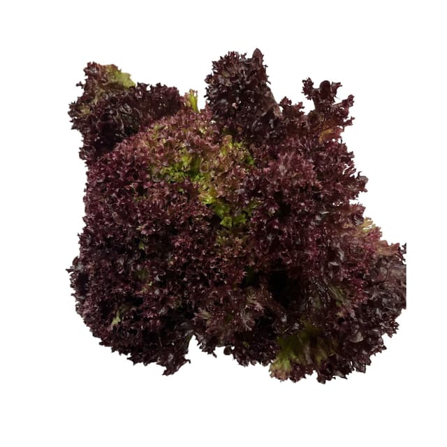 PJ Salat Lollo Rosso kg product_info